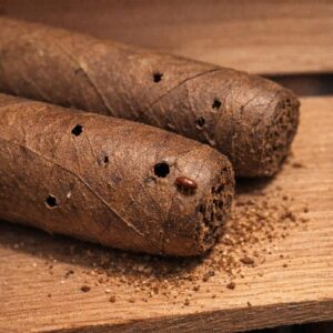 Two premium cigars bored with small holes by cigar beetles, fine tobacco dust and a single beetle on a cedar shelf